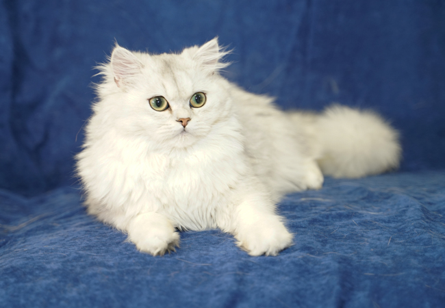 kedim olsa cattery-kedim olsa kordelya-british longhair